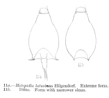Lepadella latusinus
