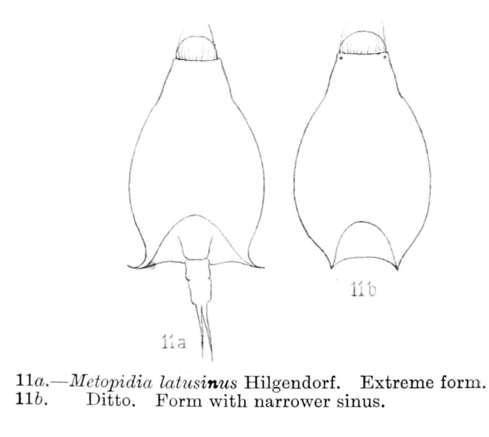 Lepadella latusinus