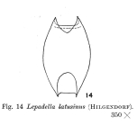 Lepadella latusinus
