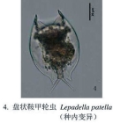 Lepadella latusinus