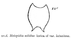 Lepadella latusinus