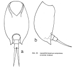 Lepadella latusinus f. compressa - Original description image