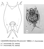 Lepadella latusinus f. mucronata - Original description image