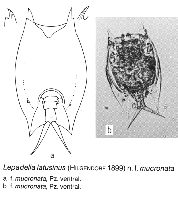 Lepadella latusinus f. mucronata Lepadella latusinus f. mucronata