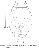 Lepadella latusinus striata - Original description image