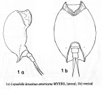 Lepadella latusinus var. americana