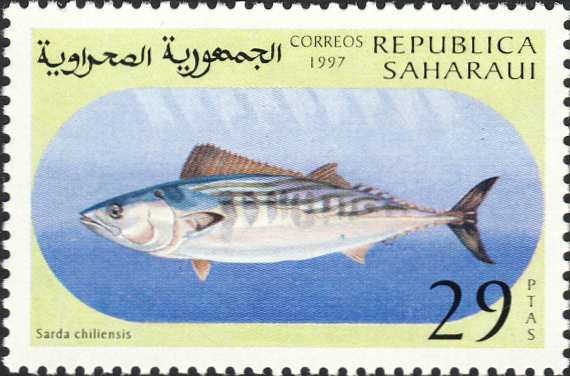 Sarda chiliensis Sarda chiliensis