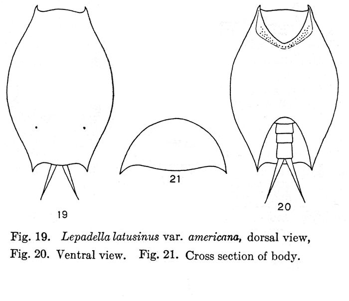 Lepadella latusinus var. americana - Original description image