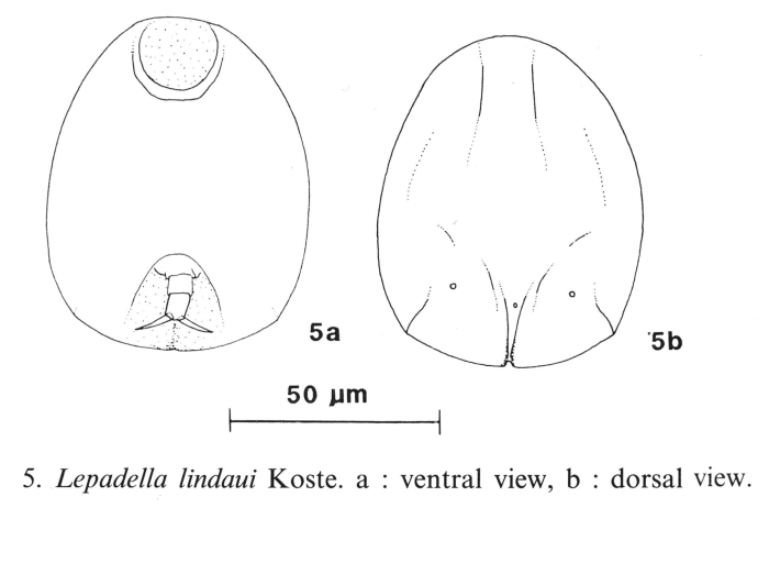 Lepadella lindaui Lepadella lindaui