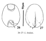 Lepadella lindaui