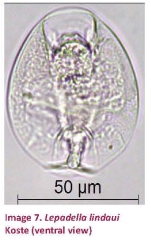 Lepadella lindaui