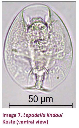 Lepadella lindaui Lepadella lindaui