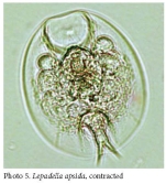 Lepadella lindaui