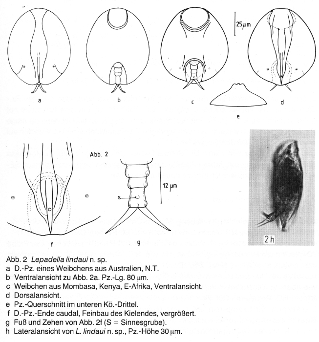 Lepadella lindaui - Original description image