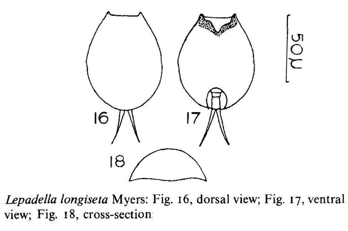 Lepadella longiseta Lepadella longiseta