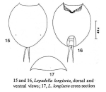 Lepadella longiseta