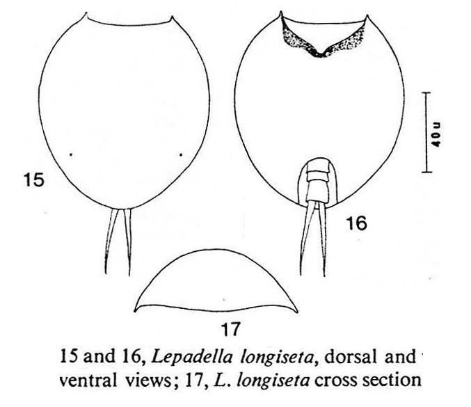 Lepadella longiseta Lepadella longiseta