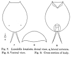 Lepadella longiseta