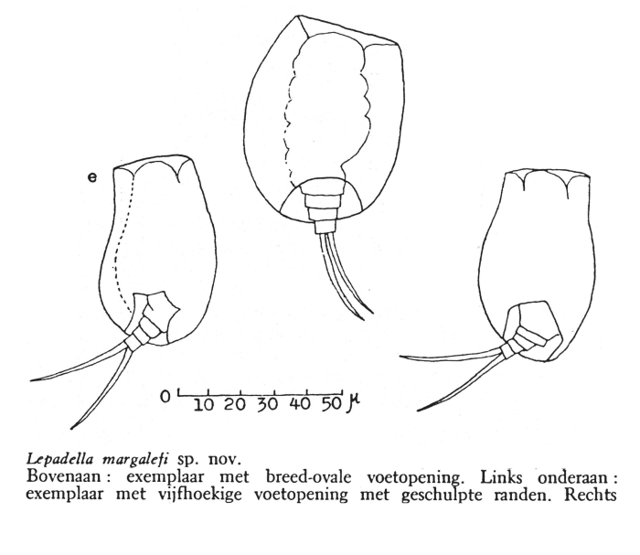 Lepadella margalefi - Original description image