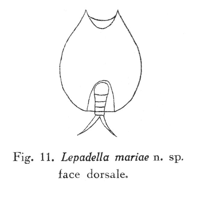 Lepadella mariae - Original description image