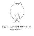 Lepadella mariae