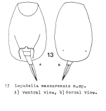 Lepadella mascarensis - Original description image