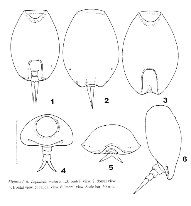Lepadella mataca - Original description image