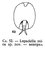 Lepadella mica - Original description image