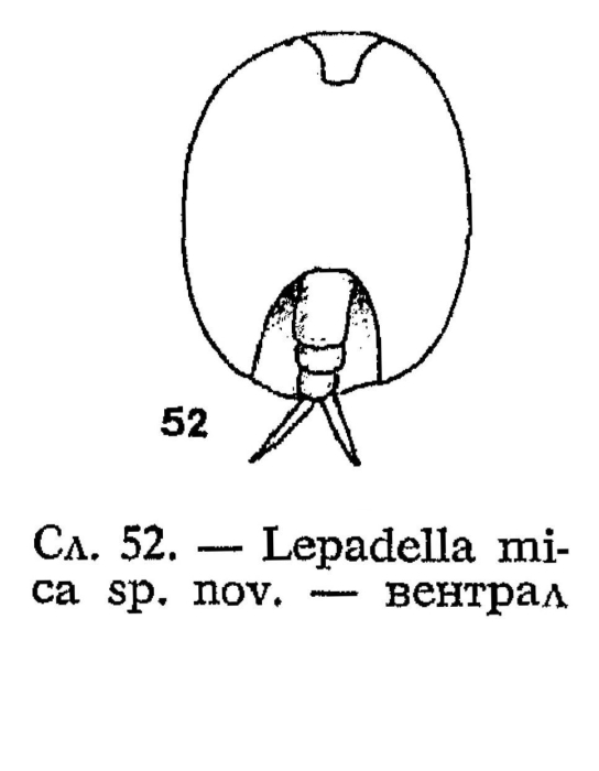 Lepadella mica - Original description image