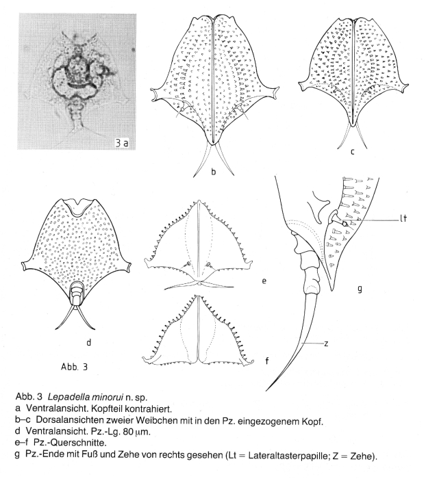 Lepadella minorui - Original description image