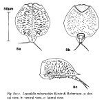 Lepadella minoruoides