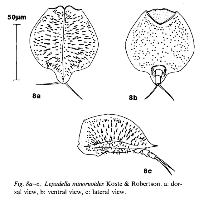 Lepadella minoruoides Lepadella minoruoides