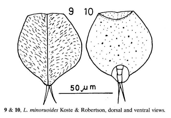 Lepadella minoruoides Lepadella minoruoides