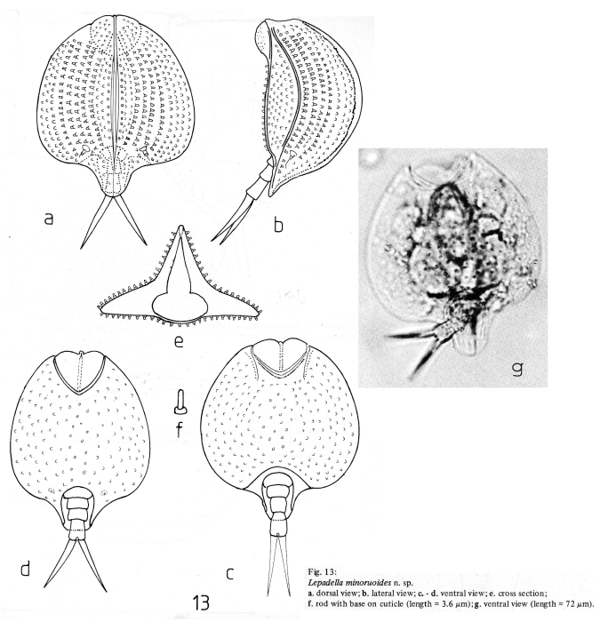 Lepadella minoruoides Lepadella minoruoides