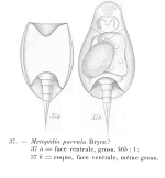 Lepadella minuta