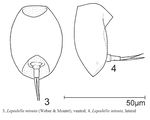 Lepadella minuta