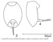 Lepadella minuta