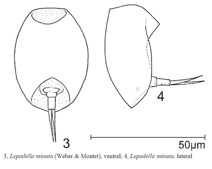 Lepadella minuta Lepadella minuta