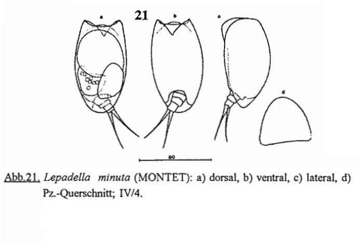 Lepadella minuta
