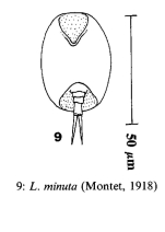 Lepadella minuta