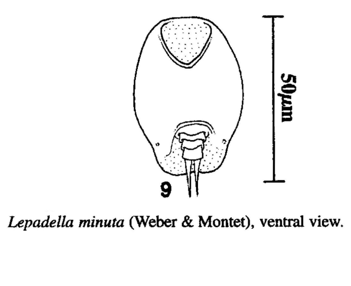 Lepadella minuta Lepadella minuta