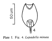 Lepadella minuta
