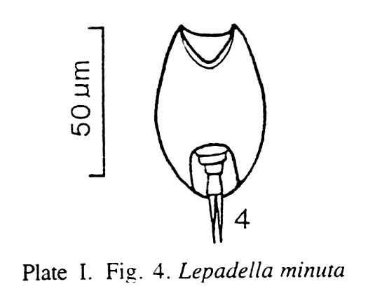 Lepadella minuta Lepadella minuta