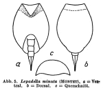 Lepadella minuta