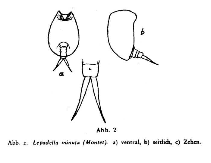 Lepadella minuta Lepadella minuta