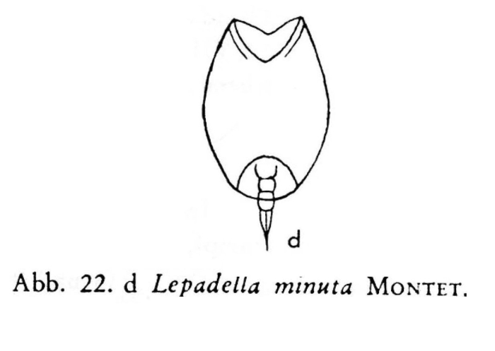 Lepadella minuta Lepadella minuta