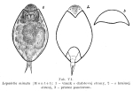Lepadella minuta