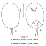 Lepadella minuta