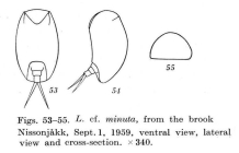 Lepadella minuta