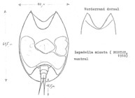 Lepadella minuta